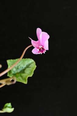 orkide siyah arkaplanda, yakın plan görünümü 