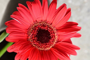 Çiçek açan kırmızı papatya çiçeği, yakın çekim görüntüsü 