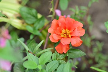 beautiful flowers in the garden, closeup view 