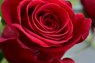 Bahçede kırmızı güller, yakın çekim manzarası 