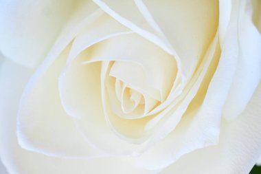 Beyaz gül yaprakları, yakın görüş 