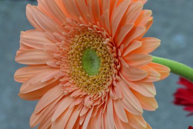 Karanlık arka planda güzel Gerbera çiçeği, yaz konsepti, yakın görüş