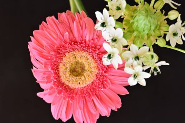 red flower of gerbera with small flowers on branch on black background