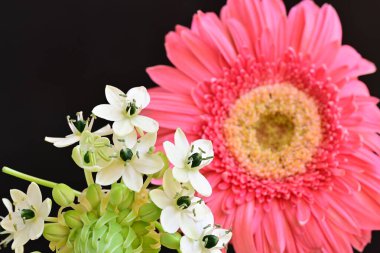 red flower of gerbera with small flowers on branch on black background
