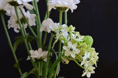 Ornithogalum saundersiae flowers on black background 