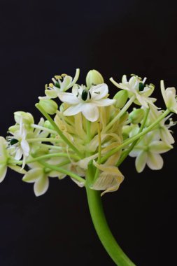 Ornithogalum saundersiae flowers on black background 