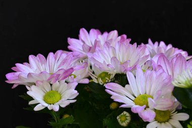 close up chrysanthemum flowers on a dark background