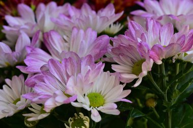 bouquet of chrysanthemums on a black background close up  