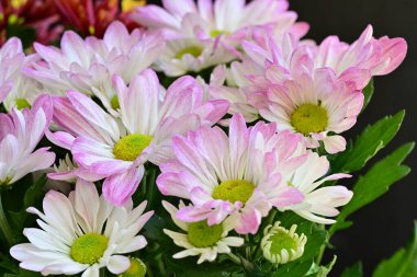 bouquet of chrysanthemums on a black background close up  