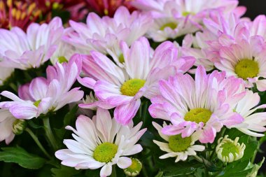 bouquet of chrysanthemums on a black background close up  