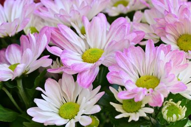 bouquet of chrysanthemums on a black background close up  