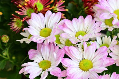 bouquet of chrysanthemums on a black background close up  