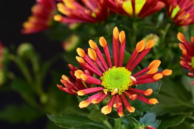 bouquet of chrysanthemums on a black background close up  
