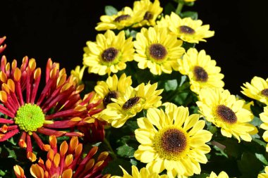 bouquet of chrysanthemums on a black background close up  