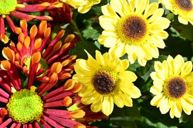 bouquet of chrysanthemums on a black background close up  