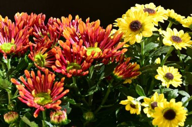 bouquet of chrysanthemums on a black background close up  