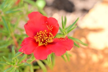 Güzel narin çiçeğin yakın görüntüsü, çiçek konsepti
