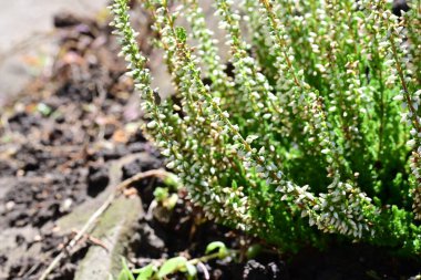 Güneşli bir günde bahçede çiçek açan funda. 