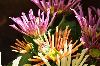 bouquet of chrysanthemums on a black background close up  