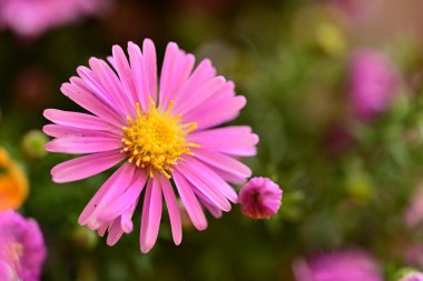 Yaz bahçesinde açan güzel, narin çiçekler, yakın.          