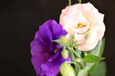 beautiful fresh eustoma flowers on dark background