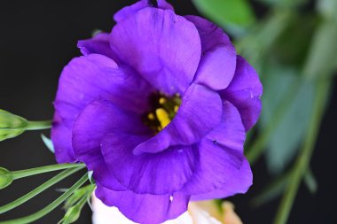 beautiful fresh eustoma flowers on dark background