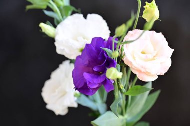 beautiful fresh eustoma flowers on dark background