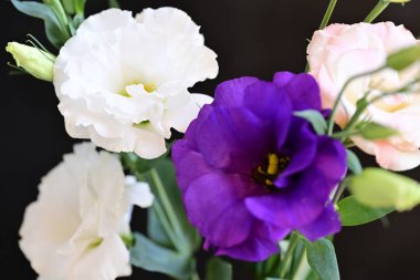 beautiful fresh eustoma flowers on dark background