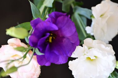 beautiful fresh eustoma flowers on dark background