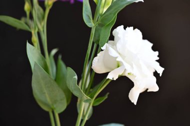 beautiful fresh eustoma flowers on dark background