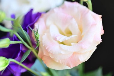 beautiful fresh eustoma flowers on dark background