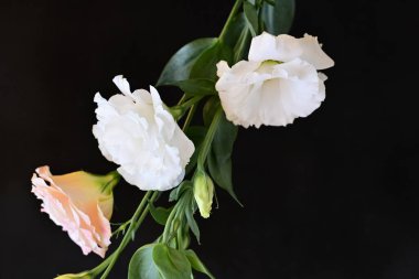 beautiful fresh eustoma flowers on dark background