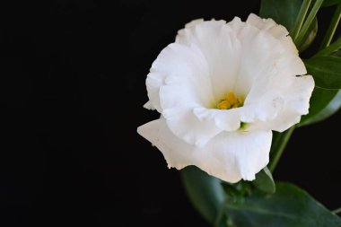 beautiful fresh eustoma flowers on dark background