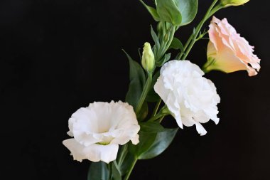 beautiful fresh eustoma flowers on dark background