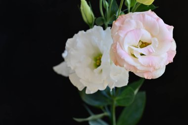 beautiful fresh eustoma flowers on dark background