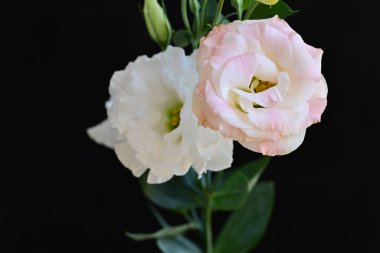 beautiful fresh eustoma flowers on dark background