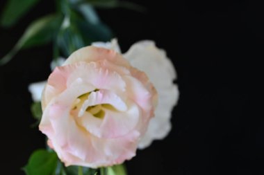 beautiful fresh eustoma flowers on dark background