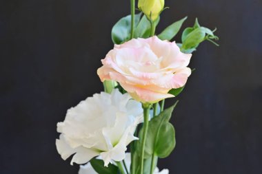 beautiful fresh eustoma flowers on dark background