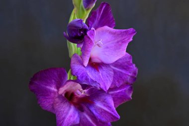 beautiful purple gladiolus flowers on dark background 