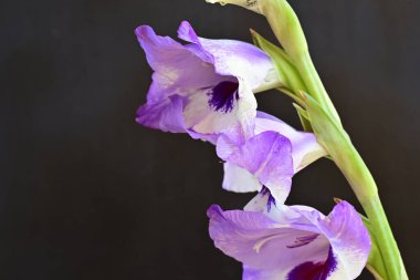 beautiful purple gladiolus flowers on dark background 