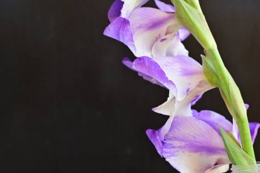 beautiful purple gladiolus flowers on dark background 