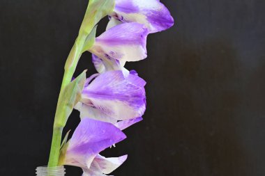beautiful purple gladiolus flowers on dark background 