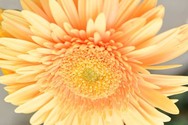 Güzel çiçeğin yakın plan görüntüsü, doğa konsepti.