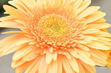 Güzel çiçeğin yakın plan görüntüsü, doğa konsepti.