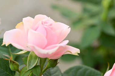 pembe Gül bahçesinde yakın çekim  