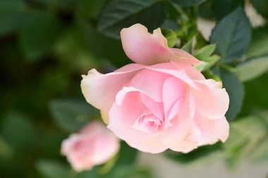 pembe Gül bahçesinde yakın çekim  