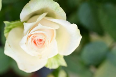 beautiful white rose in the garden close up