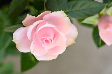 pembe Gül bahçesinde yakın çekim 