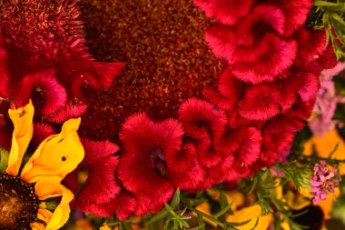 Güzel çiçeğin yakın plan görüntüsü, doğa konsepti.