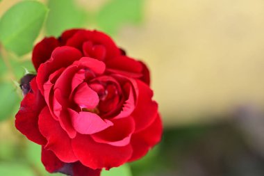 Güzel çiçeğin yakın plan görüntüsü, doğa konsepti.